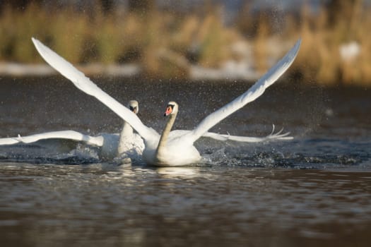 swan on blue lake water in sunny day, swans on pond, nature series