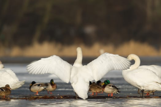 swan on blue lake water in sunny day, swans on pond, nature series