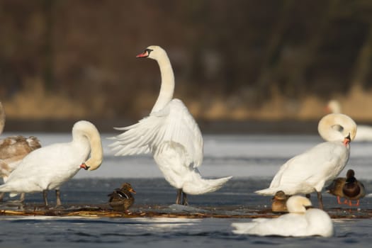 swan on blue lake water in sunny day, swans on pond, nature series