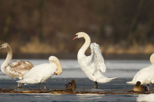 swan on blue lake water in sunny day, swans on pond, nature series