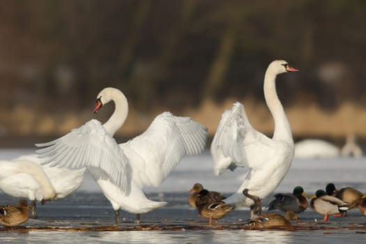 swan on blue lake water in sunny day, swans on pond, nature series