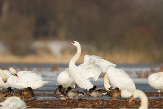 swan on blue lake water in sunny day, swans on pond, nature series