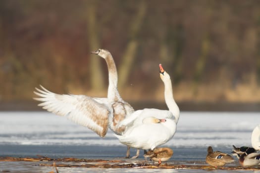 swan on blue lake water in sunny day, swans on pond, nature series