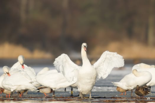 swan on blue lake water in sunny day, swans on pond, nature series