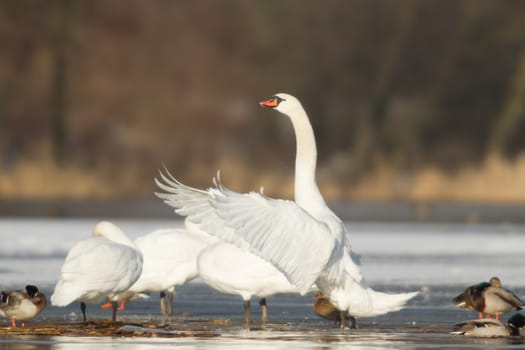 swan on blue lake water in sunny day, swans on pond, nature series