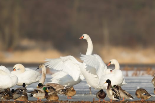 swan on blue lake water in sunny day, swans on pond, nature series