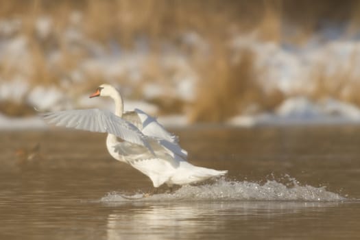 swan on blue lake water in sunny day, swans on pond, nature series