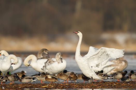 swan on blue lake water in sunny day, swans on pond, nature series