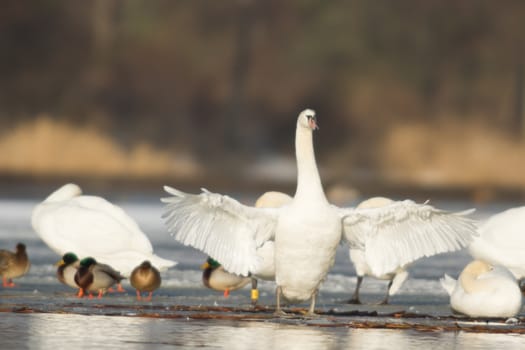 swan on blue lake water in sunny day, swans on pond, nature series