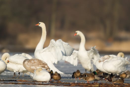 swan on blue lake water in sunny day, swans on pond, nature series