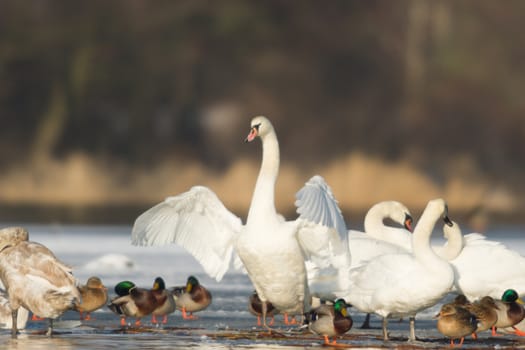 swan on blue lake water in sunny day, swans on pond, nature series