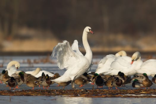 swan on blue lake water in sunny day, swans on pond, nature series