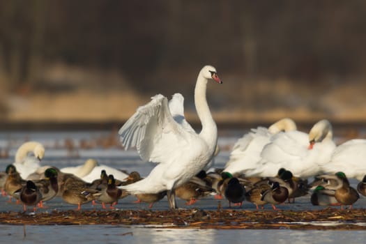 swan on blue lake water in sunny day, swans on pond, nature series