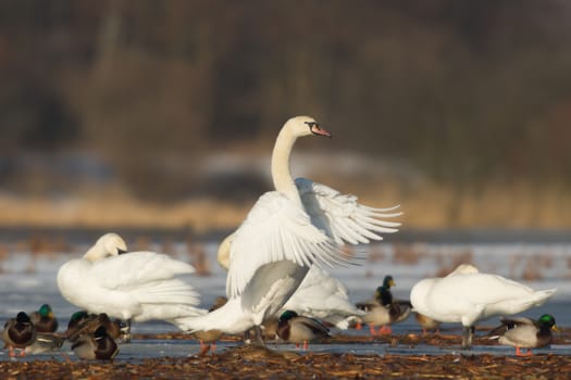 swan on blue lake water in sunny day, swans on pond, nature series