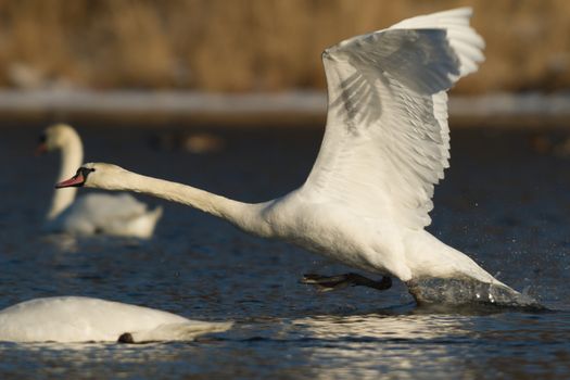 swan on blue lake water in sunny day, swans on pond, nature series