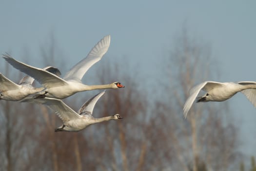 swan on blue lake water in sunny day, swans on pond, nature series