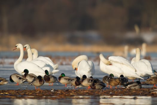 swan on blue lake water in sunny day, swans on pond, nature series