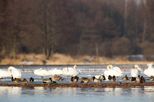 swan on blue lake water in sunny day, swans on pond, nature series