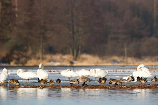 swan on blue lake water in sunny day, swans on pond, nature series