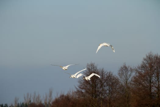 swan on blue lake water in sunny day, swans on pond, nature series