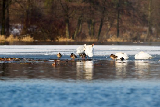 swan on blue lake water in sunny day, swans on pond, nature series