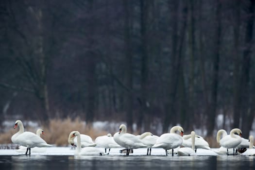 swan on blue lake water in sunny day, swans on pond, nature series