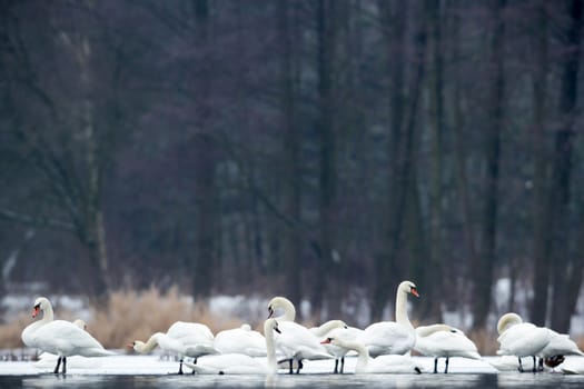 swan on blue lake water in sunny day, swans on pond, nature series