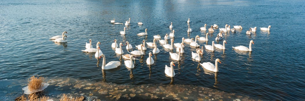 swan on blue lake water in sunny day, swans on pond, nature series