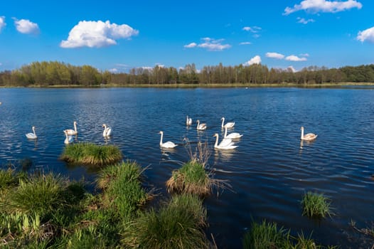 swans on blue lake water in sunny day, swans on pond, nature series