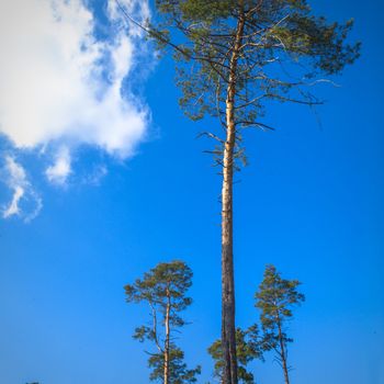 old big tree on color background with blue sky, nature series