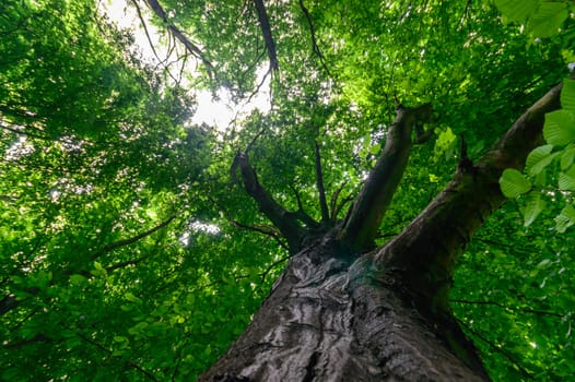 old big tree on color background with blue sky