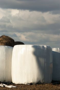 silage, bales, hay bales, plastic wrap cover for wheat cereal bales outdoor