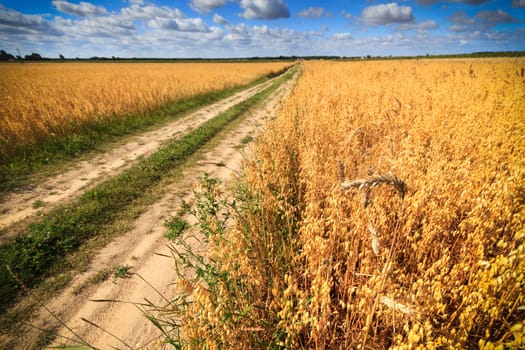 agricultural field, nature and agriculture farming series