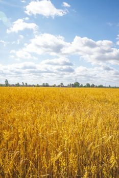 agricultural field, nature and agriculture farming series