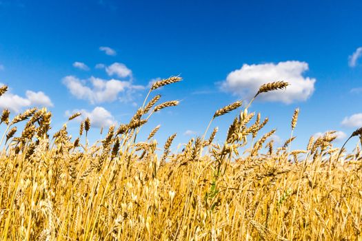 agricultural field, nature and agriculture farming series