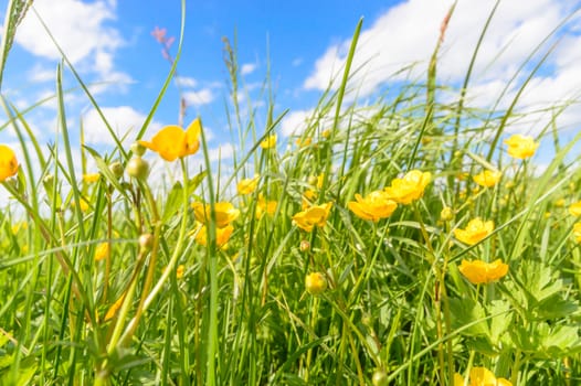 flowers as a colorful background, nature series