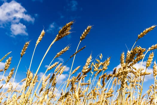 agricultural field, nature and agriculture farming series
