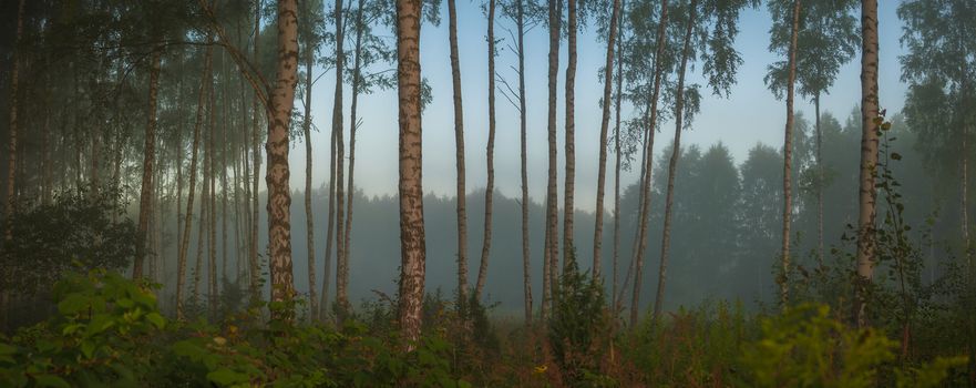 landscape of young grey forest with green trees, nature series