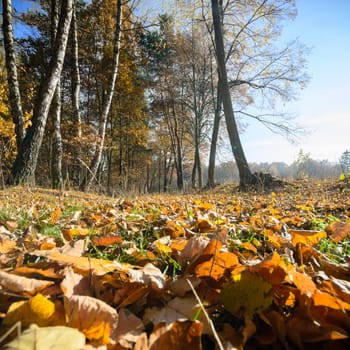 sunlight in the autumn forest, nature series