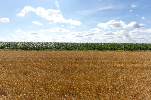 agricultural field, nature and agriculture farming series