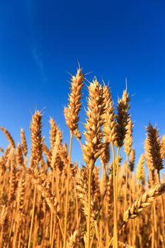 agricultural field, nature and agriculture farming series
