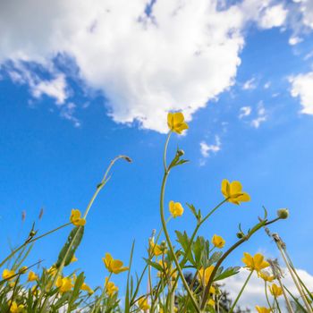 natural green colorful rural meadow, nature series