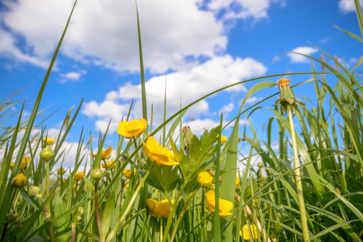 natural green colorful rural meadow, nature series