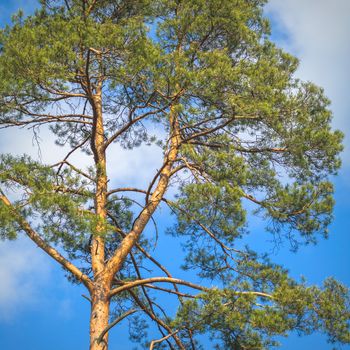 old big tree on color background with blue sky, nature series