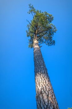 old big tree on color background with blue sky, nature series