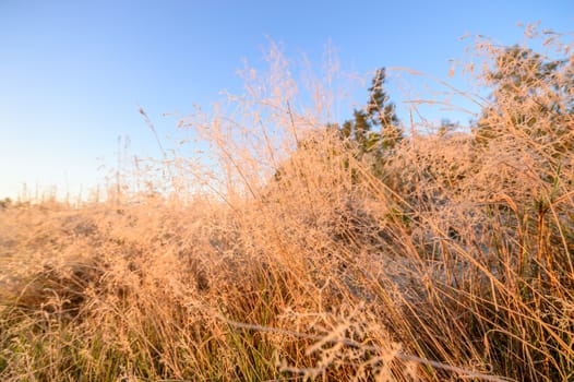 plants for natural background, nature series