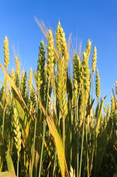 agricultural field, nature and agriculture farming series