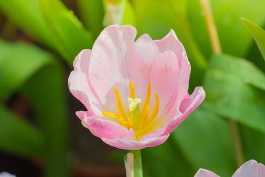 Tulip. Beautiful bouquet of tulips. colorful tulips. tulips in spring,colourful tulip