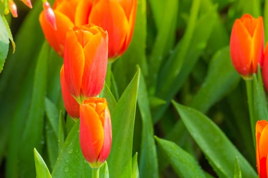 Tulip. Beautiful bouquet of tulips. colorful tulips. tulips in spring,colourful tulip