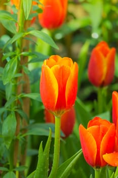 Tulip. Beautiful bouquet of tulips. colorful tulips. tulips in spring,colourful tulip